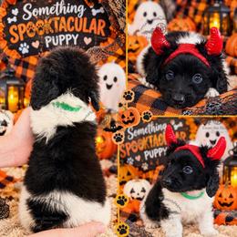 Mr. Dk. Green-2200 - Piebald male Dachshund puppy in Sparr, Florida from From the Heart Doxies