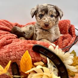 Boone - Brown merle male Aussiedoodle puppy in Austin, Texas from Doodles of Central Texas