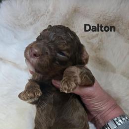 Boy 5p - Phantom male Bernedoodle puppy in Galt, Missouri from Only Doodles!
