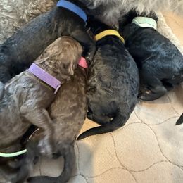 Teal Girl - Black female Poodle puppy in Hawkins, Texas from Bible Belt Ranch