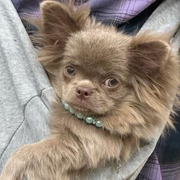 Luna - Chihuahua