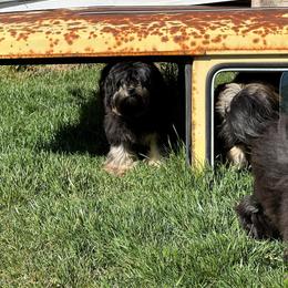 Lowchen Puppies from Calikij