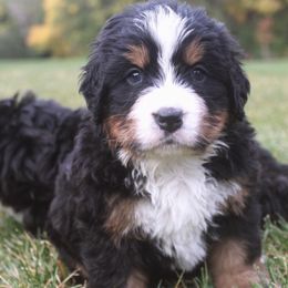 Bernedoodles and Bernese Mountain Dogs from Coldwater Canyon Doodles