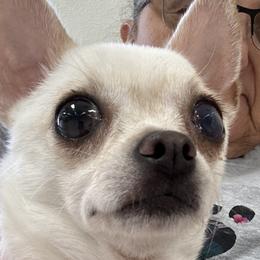 Chihuahuas from Rosa's Chihuahuas