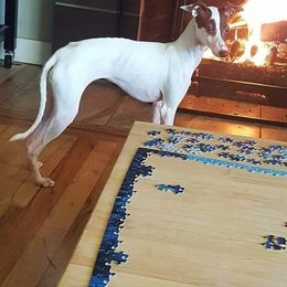 Italian Greyhound All Grown Up from Akaya Italian Greyhounds