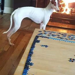 Italian Greyhound All Grown Up from Akaya Italian Greyhounds