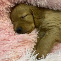 Golden Retriever Puppies from Gold 'N Dust Ranch