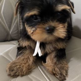 Pink Collar - Black and tan female Yorkshire Terrier puppy in Belfair, Washington from Devoted Doxies, Lorraine’s Yorkies