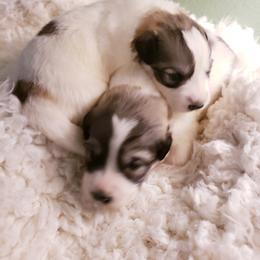 Willow - White and badger female Great Pyrenees puppy in Yucaipa, California from Rusty Horse Ranch Great Pyrenees