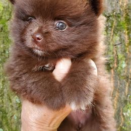 Girl 1 - Chocolate female Pomeranian puppy in Carrollton, Georgia from B AND R'S POMERANIAN'S