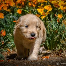 Girl 2 - Golden female Golden Retriever puppy in Palmdale, California from AmazingK9s