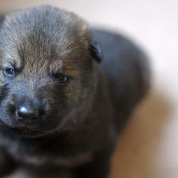 German Shepherd Puppies from Vom Anfang German Shepherds