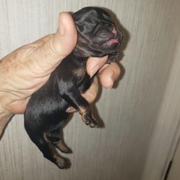 Taz - Black and tan male Brussels Griffon puppy in Nc, Florida from Brusseluv2