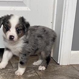 Boy 3 - Blue merle Miniature Australian Shepherd puppy in Corydon, Indiana from Arbuckle’s Lookin Good Aussies (LGA)