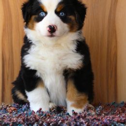 Miniature American Shepherd Puppies from Brassy Acres Miniature American Shepherds