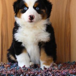 Miniature American Shepherd Puppies from Brassy Acres Miniature American Shepherds