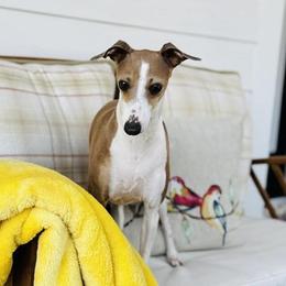 Boujee - Italian Greyhound