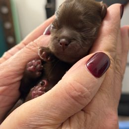 Churro - Liver male Shih Tzu puppy in Ada, Oklahoma from Rollins Farms Shih Tzus