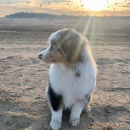 Miniature American Shepherds from Willow Ranch Minis
