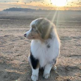 Miniature American Shepherds from Willow Ranch Minis