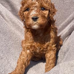 Callum - Red male Cavapoo puppy in Council Bluffs, Iowa from The Doodle Den