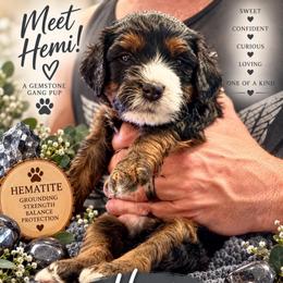 Hemi - hematite - Black tri-color male Assorted Doodle Crosses puppy in Las Vegas, Nevada from Gemstone Gang Doodles