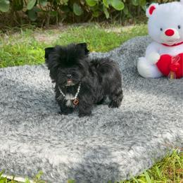 Sophie - Black and tan female Yorkshire Terrier puppy in Florida from Puppies Forever 💙❤️🐶