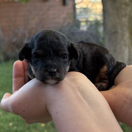 Mojo - Phantom male Goldendoodle puppy in Corvallis, Montana from Copper Kiss Doodles