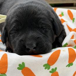Teal - Black female Labrador Retriever puppy in Heath Springs, South Carolina from Rich Hill Retrievers