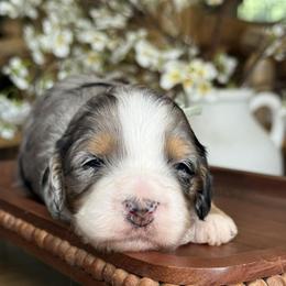 Bruno - Green - Merle male Bernedoodle puppy in Yuciapa, California from AlltheDoodlez_