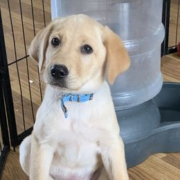 Labrador Retriever Puppies from Cary’s Buck Creek Retrievers