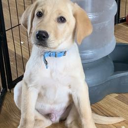 Labrador Retriever Puppies from Cary’s Buck Creek Retrievers
