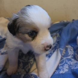 Snow white - Blue merle female Miniature Australian Shepherd puppy in Florida from Silver Palms Ranch
