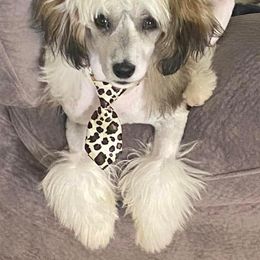 Chinese Cresteds from Brown's Chinese Crested