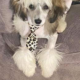 Chinese Cresteds from Brown's Chinese Crested
