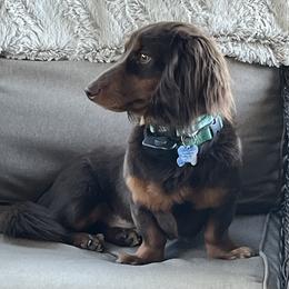 Marco - Dachshund