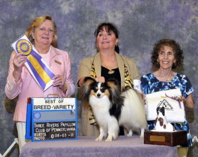 Blairwynn Papillons in Ohio | Papillon puppies | Good Dog