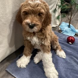 Goldendoodle Puppies from Colorado Dreamin Doodles