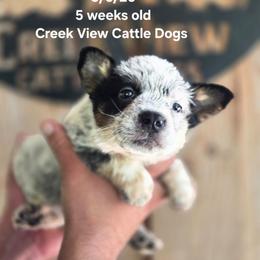 Boy 2 - Blue male Australian Cattle Dog puppy in Monroe, North Carolina from Creek View Cattle Dogs