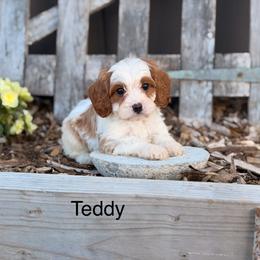 Teddy - Blenheim male Cavapoo puppy in Oxford, Pennsylvania from FriendlyPals