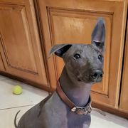 Enoch - Xoloitzcuintli
