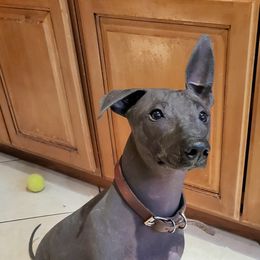 Enoch - Xoloitzcuintli