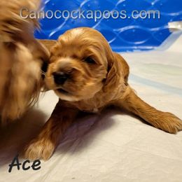 Cockapoo Puppies from Cano Cockapoos