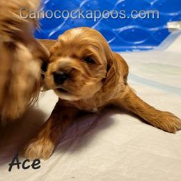 Cockapoo Puppies from Cano Cockapoos