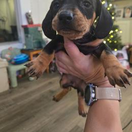 Cole - Black and tan male Dachshund puppy in Berry, Alabama from Whisper Gray