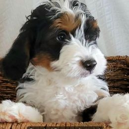 Bernedoodle and Sheepadoodle Puppies from Texas Hill Country Sheepadoodles & Bernedoodles