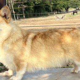 Pembroke Welsh Corgis from Rising JM Pembrokes