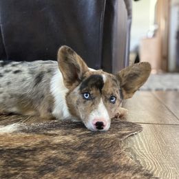 Pepper - American Corgi