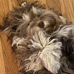 Babalu - Havanese