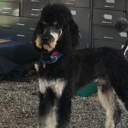 Captain  - Poodle